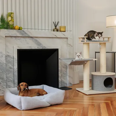 Dog in a grey dog bed and two cats on a scratching post with sisal posts and hammock. Living room with fireplace in the background.