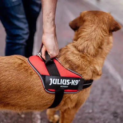 JULIUS-K9 IDC® POWAIR нагръдник, оранжев JULIUS-K9 IDC® POWAIR нагръдник, оранжев