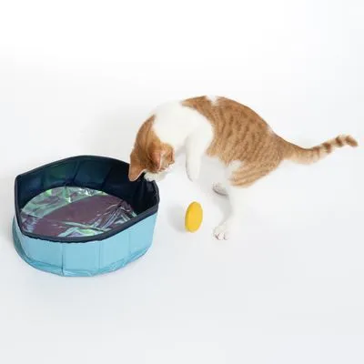 Kortharige kat bij opvouwbaar blauw kunststof kattenbadje met gele ovale speeltje ernaast, badje heeft glanzende binnenkant.