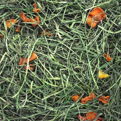 Grünes Heu mit orangefarbenen Karottenstücken, geeignet als Futterzusatz.