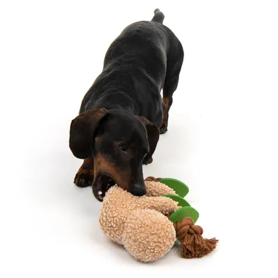 Hund spielt mit einem Plüschspielzeug in Form eines braunen und grünen Knotens.
