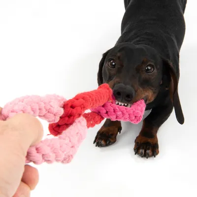 Куче държи с уста плетена играчка от розови и червени въжета, докато човек я дърпа. Видими са само продуктът и част от ръката.