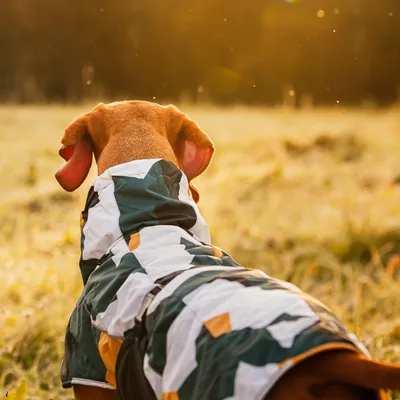 Dog wearing a colourful outdoor coat with camouflage pattern, back view, in sunlight on a meadow.