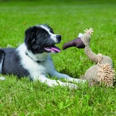 Perro blanco y negro tumbado en césped junto a un juguete de peluche con forma de ave, material textil visible. Ambos mirando hacia el frente.