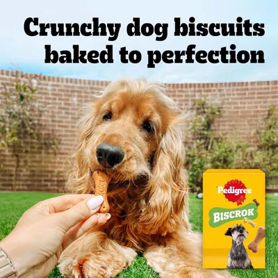Dog receives a Pedigree Biscrok biscuit, next to it a pack labelled 'Pedigree Biscrok'. Text: Crunchy dog biscuits baked to perfection.