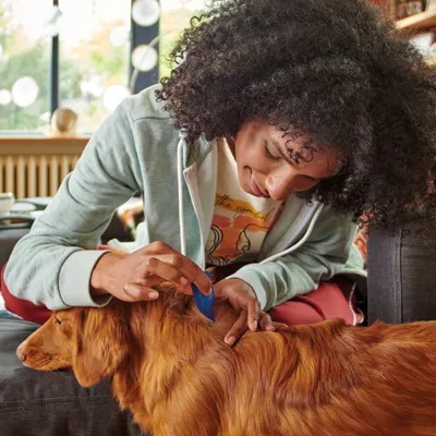 Person using a blue grooming comb on a brown dog's fur, demonstrating how to use the grooming tool on a pet.
