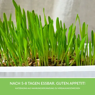 Cat grass, edible after 5-8 days. Dietary supplement for digestive purposes.