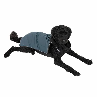 Dog wearing a two-tone coat, showing how the garment fits and covers the body.