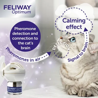 Diagram showing pheromones from Feliway Optimum diffuser detected in air, connecting to cat’s brain and resulting in a calming effect. Includes text: 'Pheromone detection and connection to the cat’s brain.'