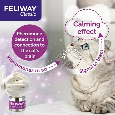 Diagram showing Feliway Classic diffuser releasing pheromones into the air, detected by a cat and sending a signal to the brain for a calming effect. Text explains detection process.