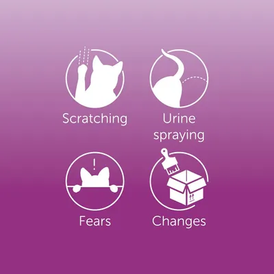 Image showing four issues: scratching, urine spraying, fears, and changes, each represented by a cat icon and text. Highlights common behavioural concerns.