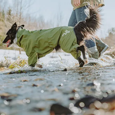 Hund i grön vattentät jacka springer genom grunt vatten. Jacka med synlig logotyp och dragkedja.