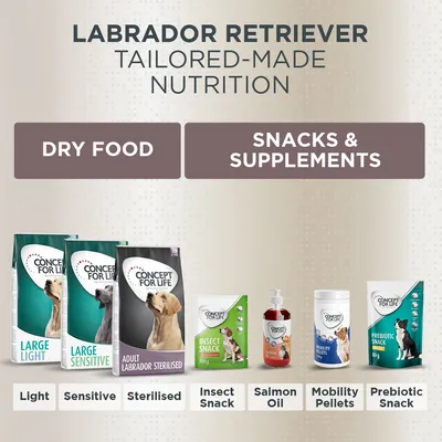 Concept for Life Labrador Retriever Adult