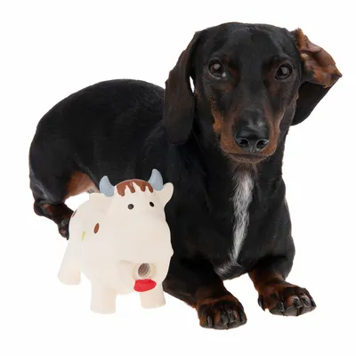 Sort og brun gravhund ved siden af hvidt hundelegetøj formet som en ko med blå horn og rød tunge, synlig åbning foran. Begge på hvid baggrund.