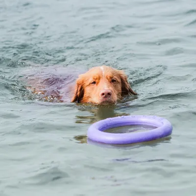 Purple floating play ring in water, suitable for fetch games.