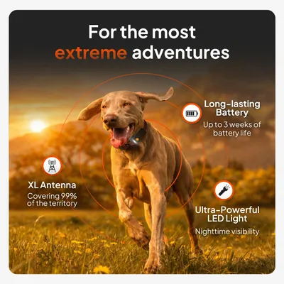 Weenect Pet XT GPS nyomkövető kutyáknak