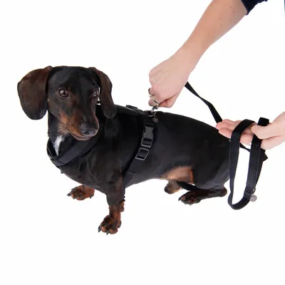 Chien noir avec harnais, une laisse est attachée. Des mains montrent la fixation correcte de la laisse au harnais.
