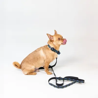 Hond met zwarte halsband en bijpassende lijn met blauw-groen patroon. Product toont design en gebruik.