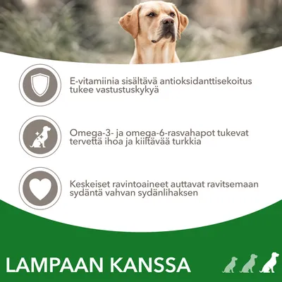 IAMS Advanced Nutrition Adult Large Dog with Lamb