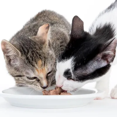 Zwei Katzen fressen aus einem weissen Teller mit Nassfutter.