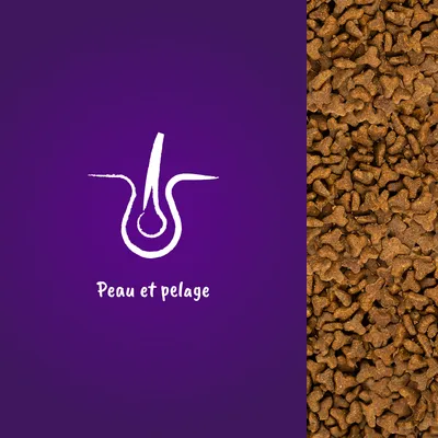 Illustration d’un follicule pileux avec le texte « Peau et pelage » à côté de croquettes en forme d’os, sur fond violet. Texte en français belge.