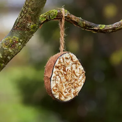 Puolikas kookospähkinä, täytetty rasvalla ja kuivatuilla hyönteisillä, roikkuu narusta puun oksalla ulkona. Tuote lintujen ruokintaan.