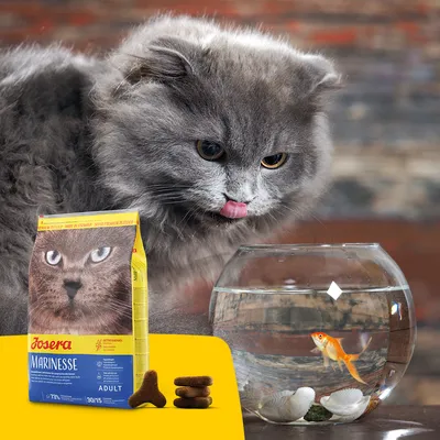 Sac de croquettes Josera Marinesse Adult pour chat, croquettes visibles devant le sac, chat gris à poils longs et bocal rond avec poisson rouge en arrière-plan.