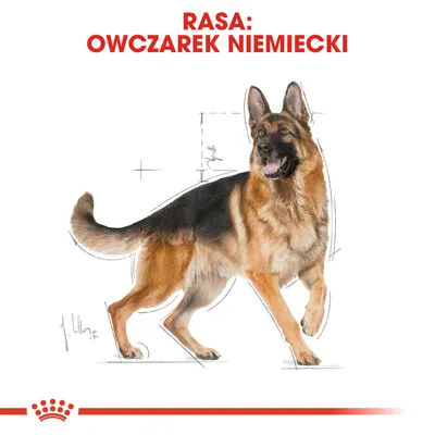 Rasa: owczarek niemiecki. Ilustracja psa z widocznymi oznaczeniami wymiarów sylwetki, tekst w kolorze czerwonym u góry obrazu.