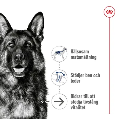 Illustration med text: Hälsosam matsmältning, Stödjer ben och leder, Bidrar till att stödja livslång vitalitet. Royal Canin krona synlig uppe till höger.