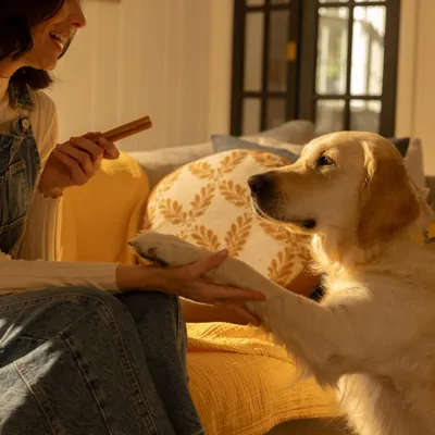 Fogápoló snack: Pedigree Dentastix nagy testű kutyáknak (> 25 kg)