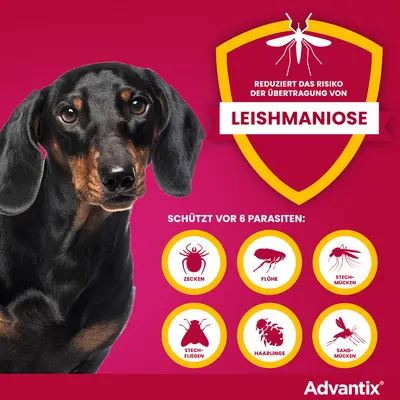 Advantix schützt vor 6 Parasiten: Zecken, Flöhe, Stechmücken, Stechfliegen, Haarlinge, Sandmücken. Reduziert das Risiko der Übertragung von Leishmaniose.