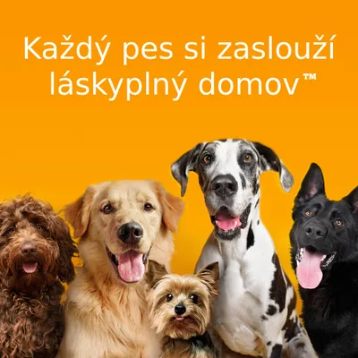 Text: Každý pes si zaslouží láskyplný domov™. Pět různých psů na oranžovém pozadí.