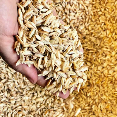 Ruka drží množství obilných zrn, obklopených dalšími zrny. Zobrazení kvality a vlastností produktu.
