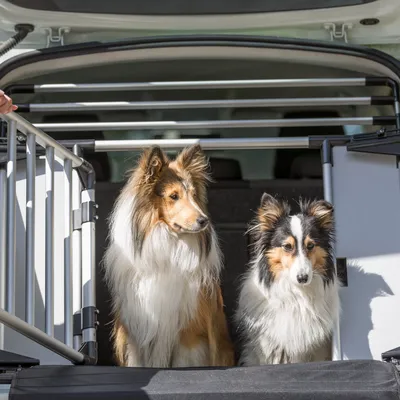 Zwei Hunde sitzen in einem Auto-Kofferraum mit einer stabilen Metall-Trennwand und Tür, geeignet für sichere Tiertransporte.