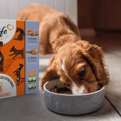 Box showing two types of chicken pouches: 4x with pumpkin and peas, 4x with carrots and apple. Animal eating from a bowl beside the box.