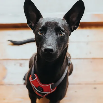 Perro de pelaje negro con arnés rojo y negro, sentado sobre suelo de madera. El arnés es visible en el pecho del perro.
