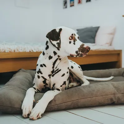 Dalmatin leží na šedém pelíšku pro psy v interiéru, vedle postele s polštáři. Dalmatin leží na šedém pelíšku pro psy v interiéru, vedle postele s polštáři.