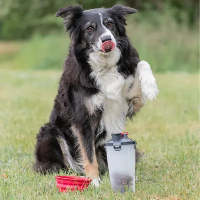 Dog next to a transparent food container with lid and a red collapsible food bowl outdoors.