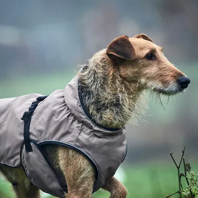 Pies w wodoodpornej, brązowej kurtce dla psa z regulowanym zapięciem na zewnątrz podczas deszczu.
