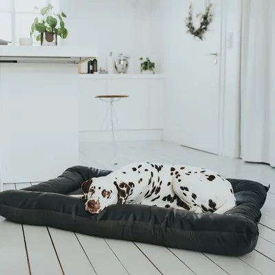 Velký černý pelíšek pro psy, na kterém leží dalmatin v moderní světlé kuchyni. Materiál pelíšku je textil.