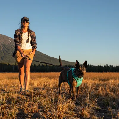 Cane con pettorina turchese e guinzaglio nero in campo aperto, accompagnato da persona in pantaloncini e camicia a quadri. Montagna sullo sfondo.