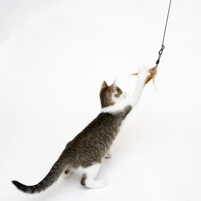 Gatto che gioca con una frutti di boscotta per gatti dotata di piume marroni, mostrata su sfondo bianco.