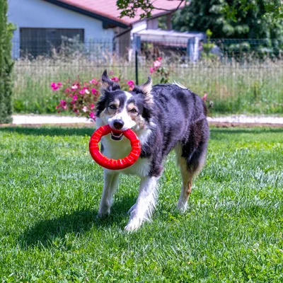 Dog playing with a red ring toy on a lawn. Toy for active pets.
