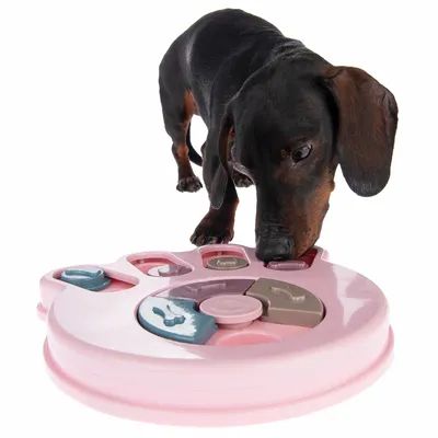 Dog playing with pink intelligence toy featuring various compartments and sliding mechanisms.