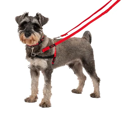 Cane con pettorina Halti rossa e guinzaglio, mostra la vestibilità e l’uso del prodotto.
