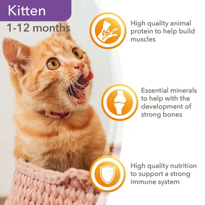 Kitten 1–12 months. High quality animal protein to help build muscles. Essential minerals to help with the development of strong bones. High quality nutrition to support a strong immune system.