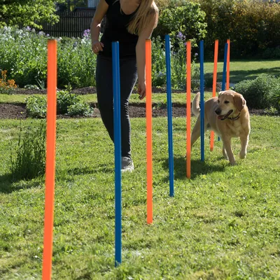 Hund läuft durch orange und blaue Slalomstangen auf einer Wiese, begleitet von einer Person. Demonstration eines Agility-Trainings für Hunde.