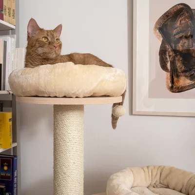 Kratzbaum mit beigem Plüschbett und Sisalstamm, geeignet für Katzen. Im Hintergrund Bücherregal und Wandbild sichtbar.