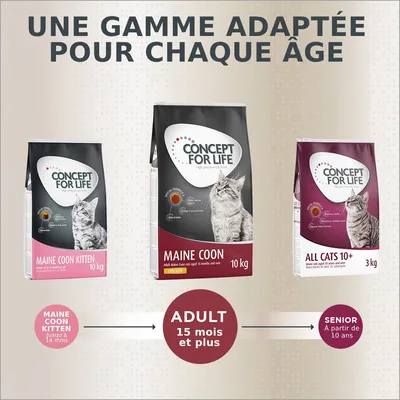 Trois sacs Concept for Life : Maine Coon Kitten 10 kg, Maine Coon Adult 10 kg, All Cats 10+ 3 kg. Texte visible : « ADULT 15 mois et plus », « SENIOR À partir de 10 ans ».