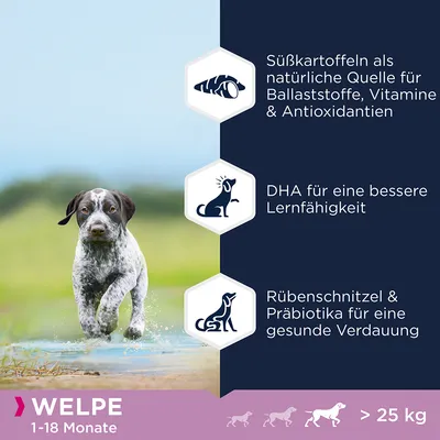 Welpe 1-18 Monate. Süsskartoffeln als natürliche Quelle für Ballaststoffe, Vitamine & Antioxidantien. DHA für bessere Lernfähigkeit. Rübenschnitzel & Präbiotika für gesunde Verdauung.